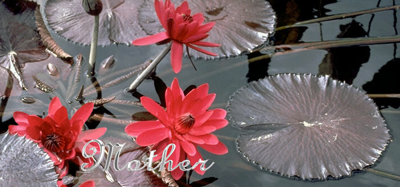P 026 M Water Lily Red Mother